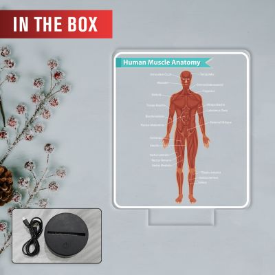 3D Illusion Human Muscle Anatomy LED Lamp with Warm White Light Gift for Medical & Science Student Home, Clinic, Hospital & Study Desk Table Decor